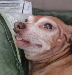 Lost Male Dog last seen Esplanade San jacinto, Hemet, CA 92544