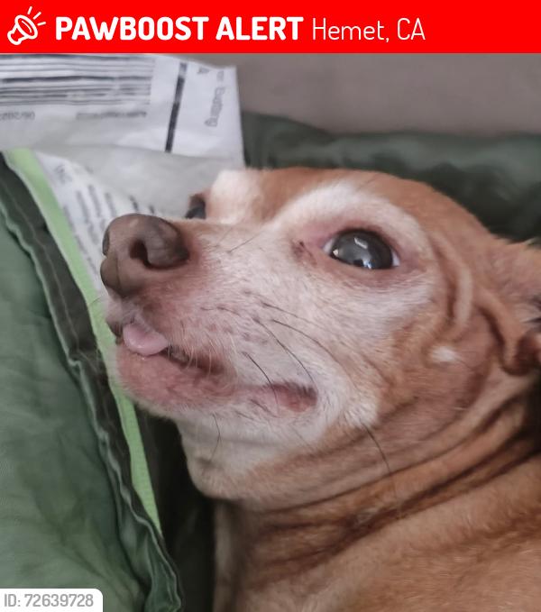 Lost Male Dog last seen Esplanade San jacinto, Hemet, CA 92544