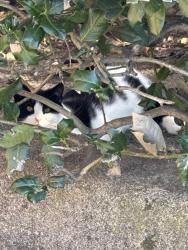 Found/Stray Unknown Cat last seen Near parham rd, Henrico, VA 23294