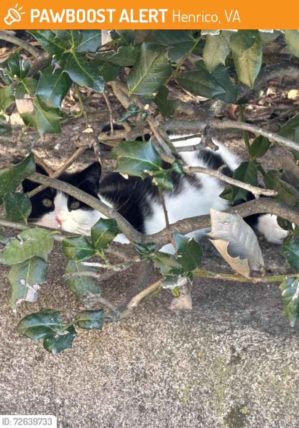 Found/Stray Unknown Cat last seen Near parham rd, Henrico, VA 23294