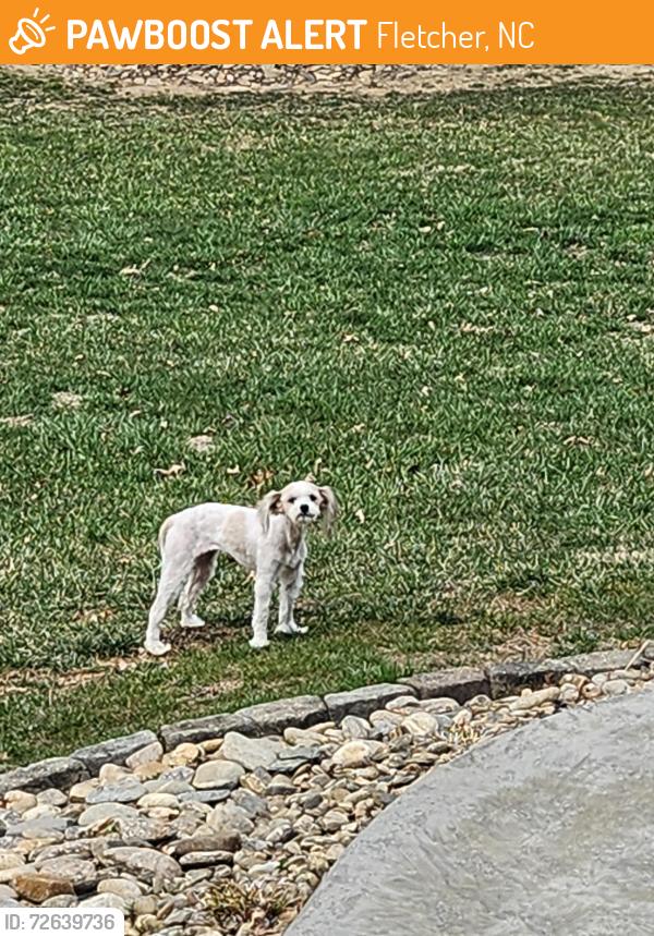 Found/Stray Female Dog last seen Pattys Chapel Cemetary, Fletcher, NC 28732