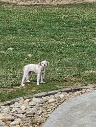 Found/Stray Female Dog last seen Pattys Chapel Cemetary, Fletcher, NC 28732