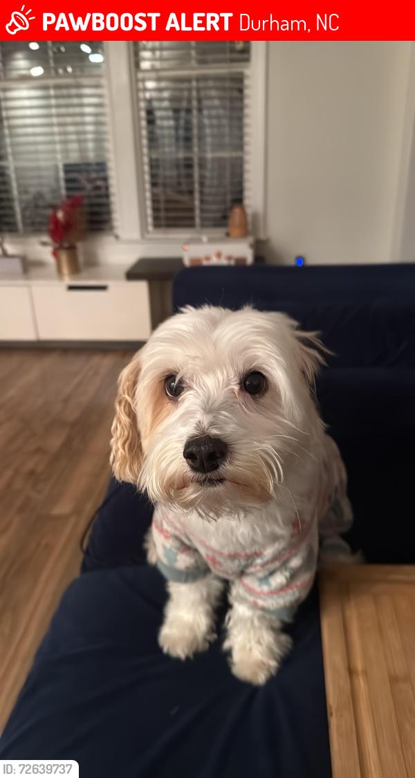 Lost Male Dog last seen Near Casabelle Ct , Durham, NC 27713