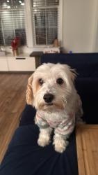 Lost Male Dog last seen Near Casabelle Ct , Durham, NC 27713