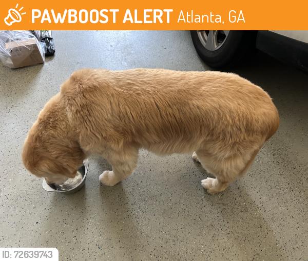 Found/Stray Unknown Dog last seen Mabry and Osborne , Atlanta, GA 30319