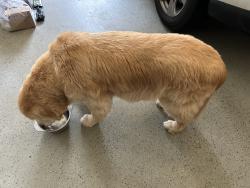 Found/Stray Unknown Dog last seen Mabry and Osborne , Atlanta, GA 30319