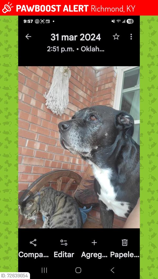 Lost Male Dog last seen Kentucky 65 th st, Richmond, KY 40475