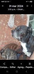 Lost Male Dog last seen Kentucky 65 th st, Richmond, KY 40475