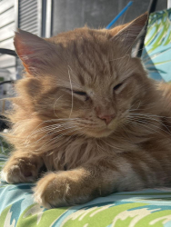 Lost Male Cat last seen Boyd’s Mill Pond, Gray Court, SC 29645