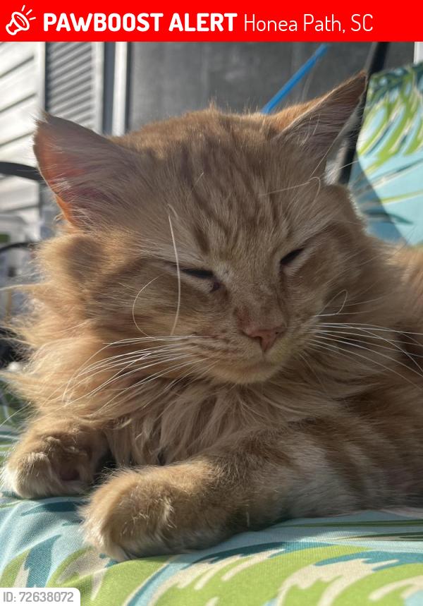 Lost Male Cat last seen Boyd’s Mill Pond, Gray Court, SC 29645