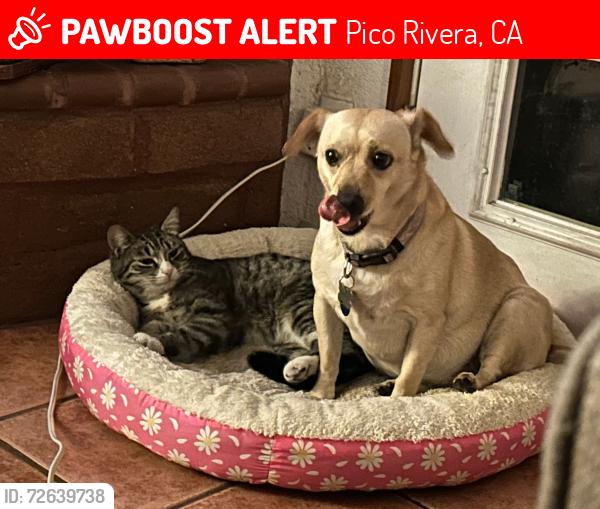 Lost Female Cat last seen myron and sideview dr, Pico Rivera, CA 90660