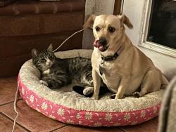 Lost Female Cat last seen myron and sideview dr, Pico Rivera, CA 90660