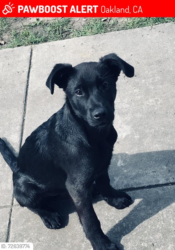 Lost Male Dog last seen Oakland , Oakland, CA 94612