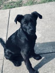 Lost Male Dog last seen Oakland , Oakland, CA 94612