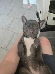Lost Female Dog last seen Valle del Sol neighborhood , Somerton, AZ 85350