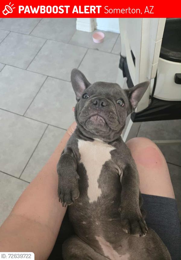 Lost Female Dog last seen Valle del Sol neighborhood , Somerton, AZ 85350