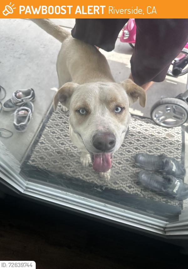 Found/Stray Male Dog last seen Arch way and central , Riverside, CA 92504