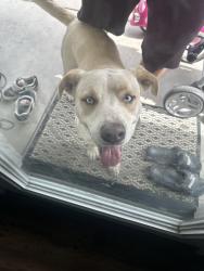 Found/Stray Male Dog last seen Arch way and central , Riverside, CA 92504