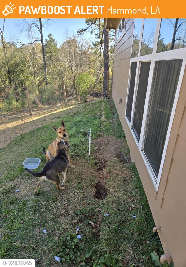 Found/Stray Unknown Dog last seen Around 700 Rue Cannes, Hammond, LA , Hammond, LA 70403