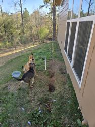 Found/Stray Unknown Dog last seen Around 700 Rue Cannes, Hammond, LA , Hammond, LA 70403