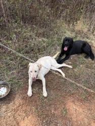 Found/Stray Male Dog last seen Blackwood store rd, Moore, SC 29376