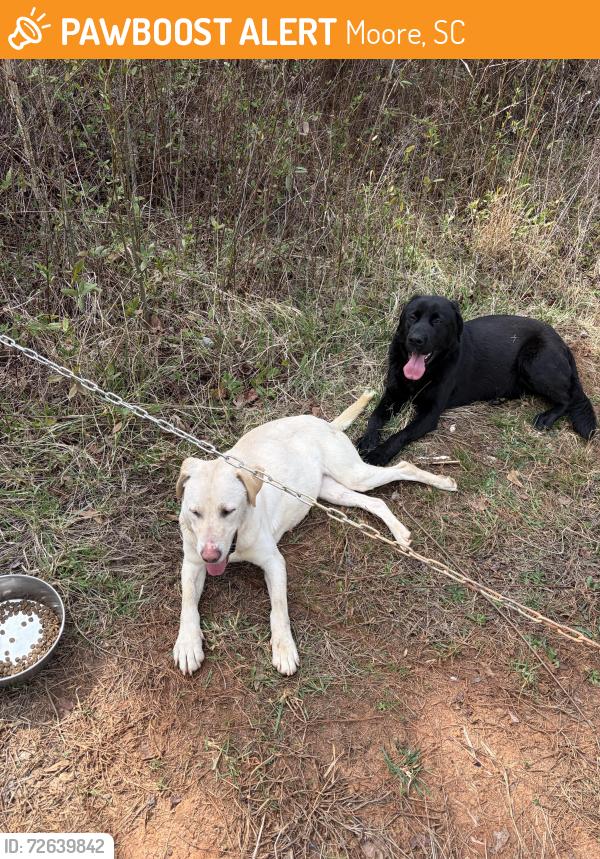 Found/Stray Male Dog last seen Blackwood store rd, Moore, SC 29376