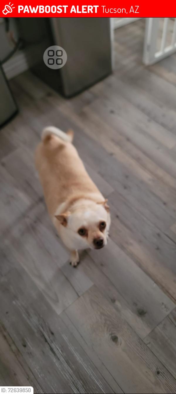 Lost Male Dog last seen Verde Plaza S Cottonwood Ln , Tucson, AZ 85713