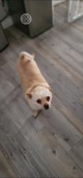Lost Male Dog last seen Verde Plaza S Cottonwood Ln , Tucson, AZ 85713