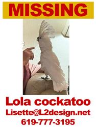 Lost Female Bird last seen Sequoia and Arguello, Chula Vista, CA 91911