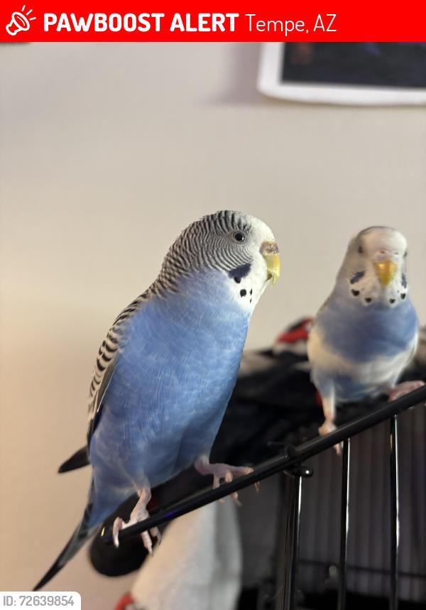 Lost Unknown Bird last seen McClintock and E Apache, Tempe, AZ 85281