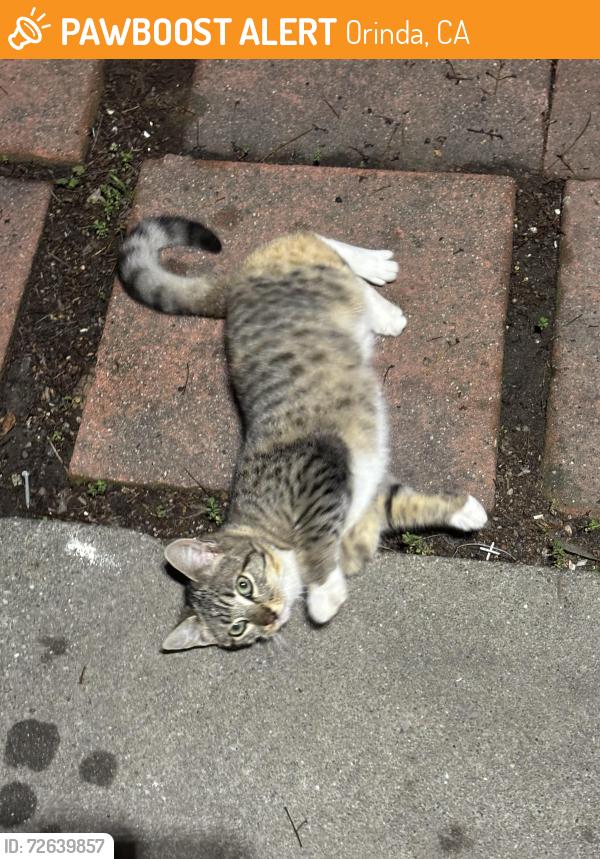 Found/Stray Female Cat last seen El Toyonal, Orinda, CA 94563