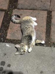 Found/Stray Female Cat last seen El Toyonal, Orinda, CA 94563