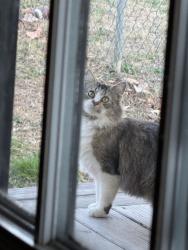 Found/Stray Unknown Cat last seen King rd , Transylvania County, NC 28768