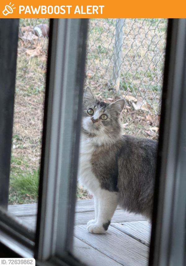 Found/Stray Unknown Cat last seen King rd , Transylvania County, NC 28768