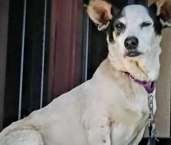 Lost Male Dog last seen El Cajon, El Cajon, CA 92020
