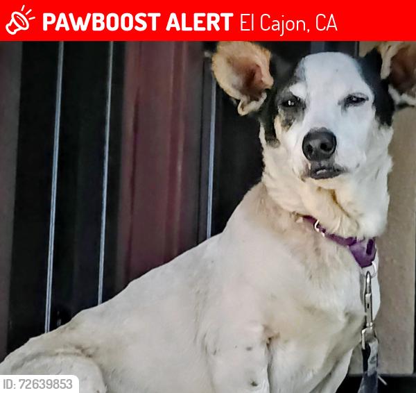 Lost Male Dog last seen El Cajon, El Cajon, CA 92020