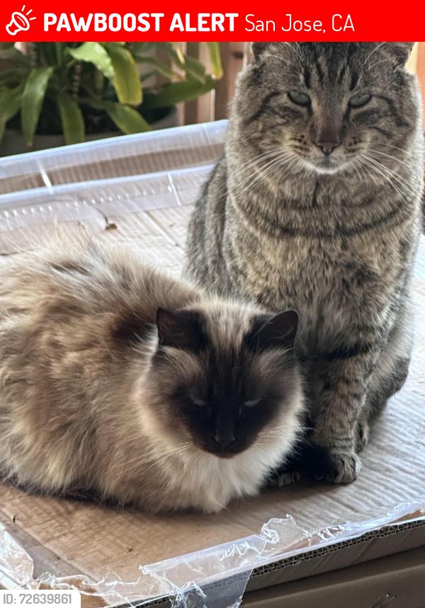 Lost Male Cat last seen White road , San Jose, CA 95127