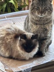 Lost Male Cat last seen White road , San Jose, CA 95127