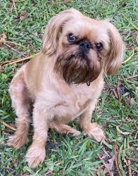 Lost Female Dog last seen Seville Apt, Clearwater, FL 33755