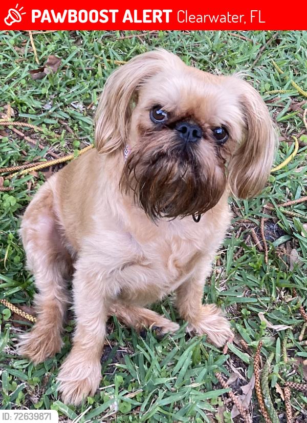 Lost Female Dog last seen Seville Apt, Clearwater, FL 33755