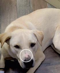 Lost Male Dog last seen Near South Precinct  Line Rd 76053. / Hurst Blvd, Hurst, TX 76053