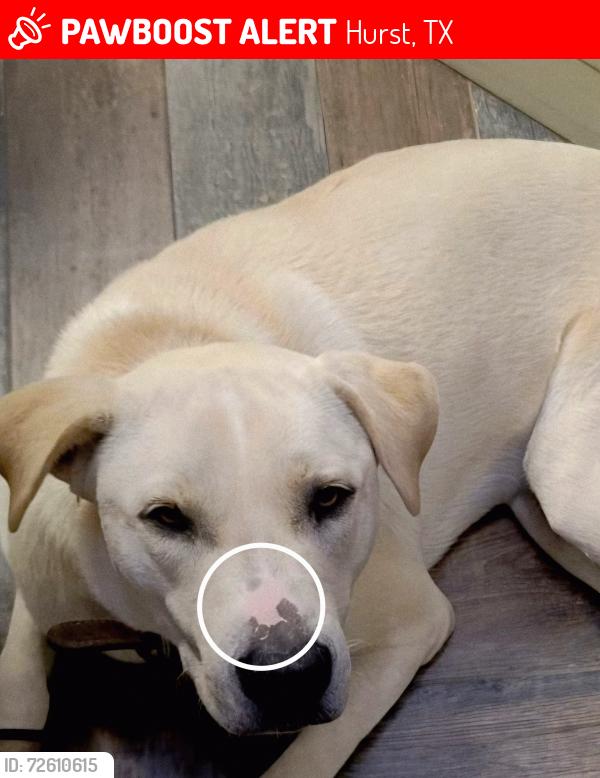 Lost Male Dog last seen Near South Precinct  Line Rd 76053. / Hurst Blvd, Hurst, TX 76053