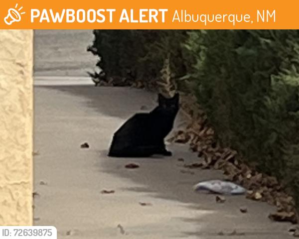Found/Stray Unknown Cat last seen Comanche And Arboleda Senda, Albuquerque, NM 87111