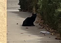 Found/Stray Unknown Cat last seen Comanche And Arboleda Senda, Albuquerque, NM 87111