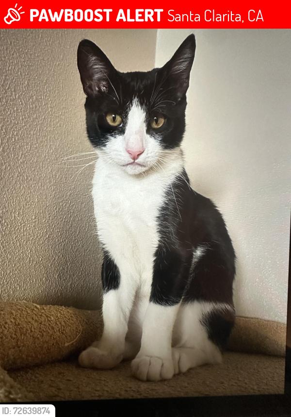 Lost Male Cat last seen Old orchard , Santa Clarita, CA 91355
