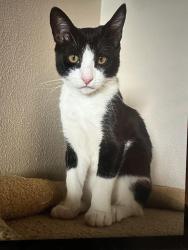 Lost Male Cat last seen Old orchard , Santa Clarita, CA 91355