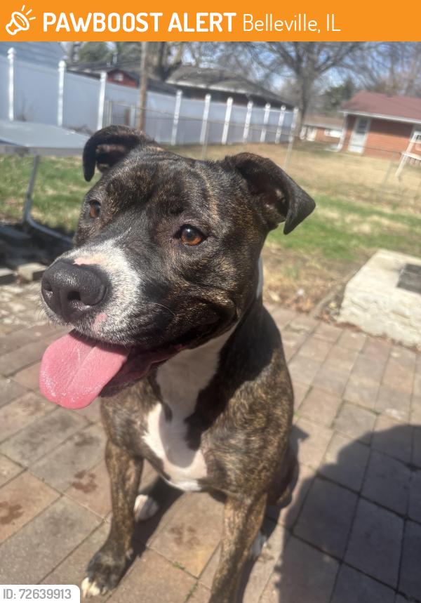 Found/Stray Female Dog last seen Ruler foods Belleville il , Belleville, IL 62226