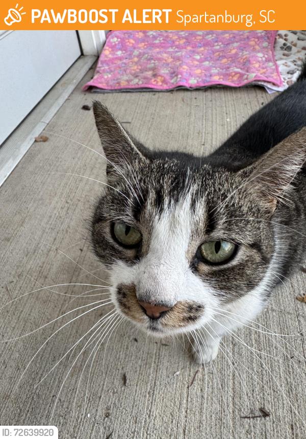 Found/Stray Unknown Cat last seen Near Spero Financial, Spartanburg, SC 29303, Spartanburg, SC 29303