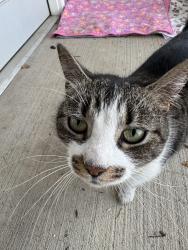 Found/Stray Unknown Cat last seen Near Spero Financial, Spartanburg, SC 29303, Spartanburg, SC 29303
