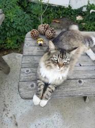 Lost Female Cat last seen 14th & victoria, Riverside, CA 92507
